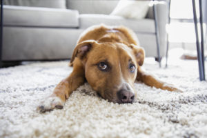 How Area Rugs Affect You & Your Health